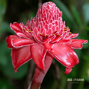 torch ginger flower