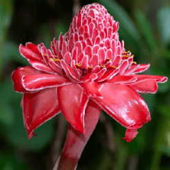 torch ginger flower