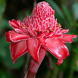 Curry Laksa -Malacca Nyonya Laksa - A Favorite Flavor Of Asia 2 torch ginger flower